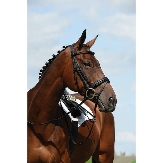Collegiate Syntovia+ Padded Flash Cavesson Bridle
