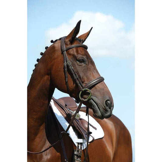 Collegiate Syntovia+ Padded Raised Cavesson Bridle