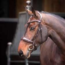 Shires Velociti Lusso Elite Padded Cavesson Bridle