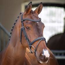 Shires Velociti Lusso Padded Raised Flash Bridle