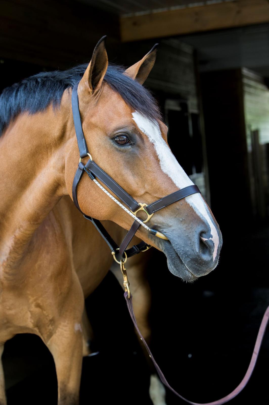 Thinline Busy Buddy Horse Calmer