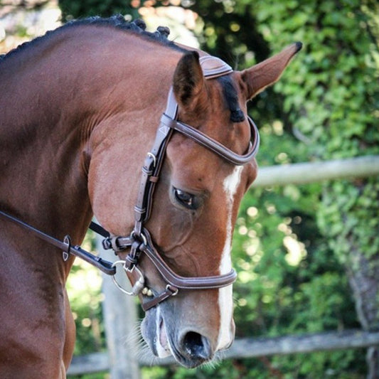 Jump'in New York Bridle - One Collection (Copy)