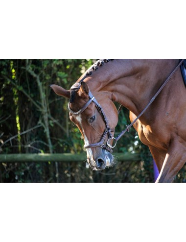 Jump'in New York Bridle - One Collection (Copy)