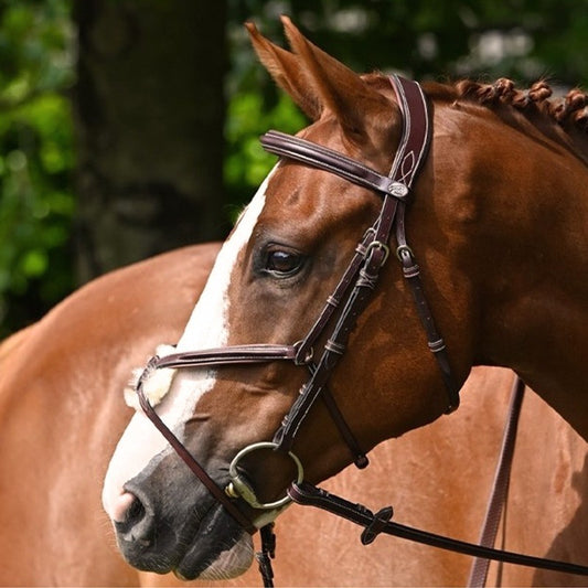 Jump'In Tuesday Bridle Grackle noseband- Week Collection