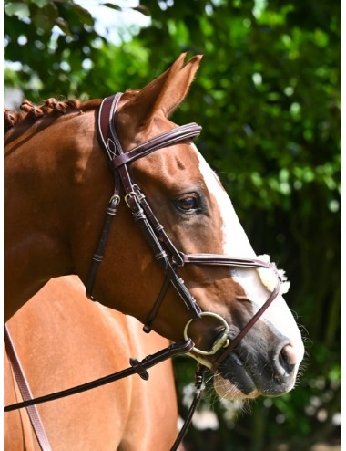 Jump'In Tuesday Bridle Grackle noseband- Week Collection