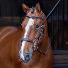 Shires Velociti RAPIDA Rolled Padded Cavesson Bridle