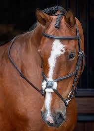 Shires Velociti RAPIDA Grackle Bridle