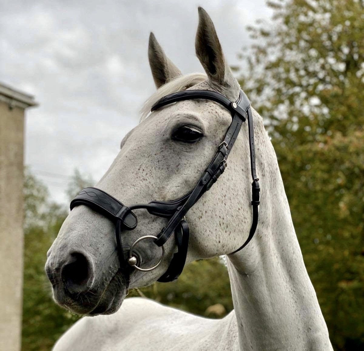 Ecorider Freedom Jump Build Your Own Bridle - black