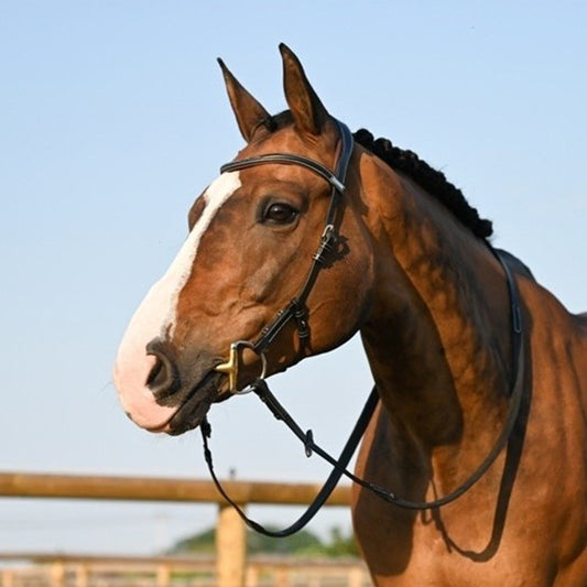 Jump'in Liberty Bridle - One Collection