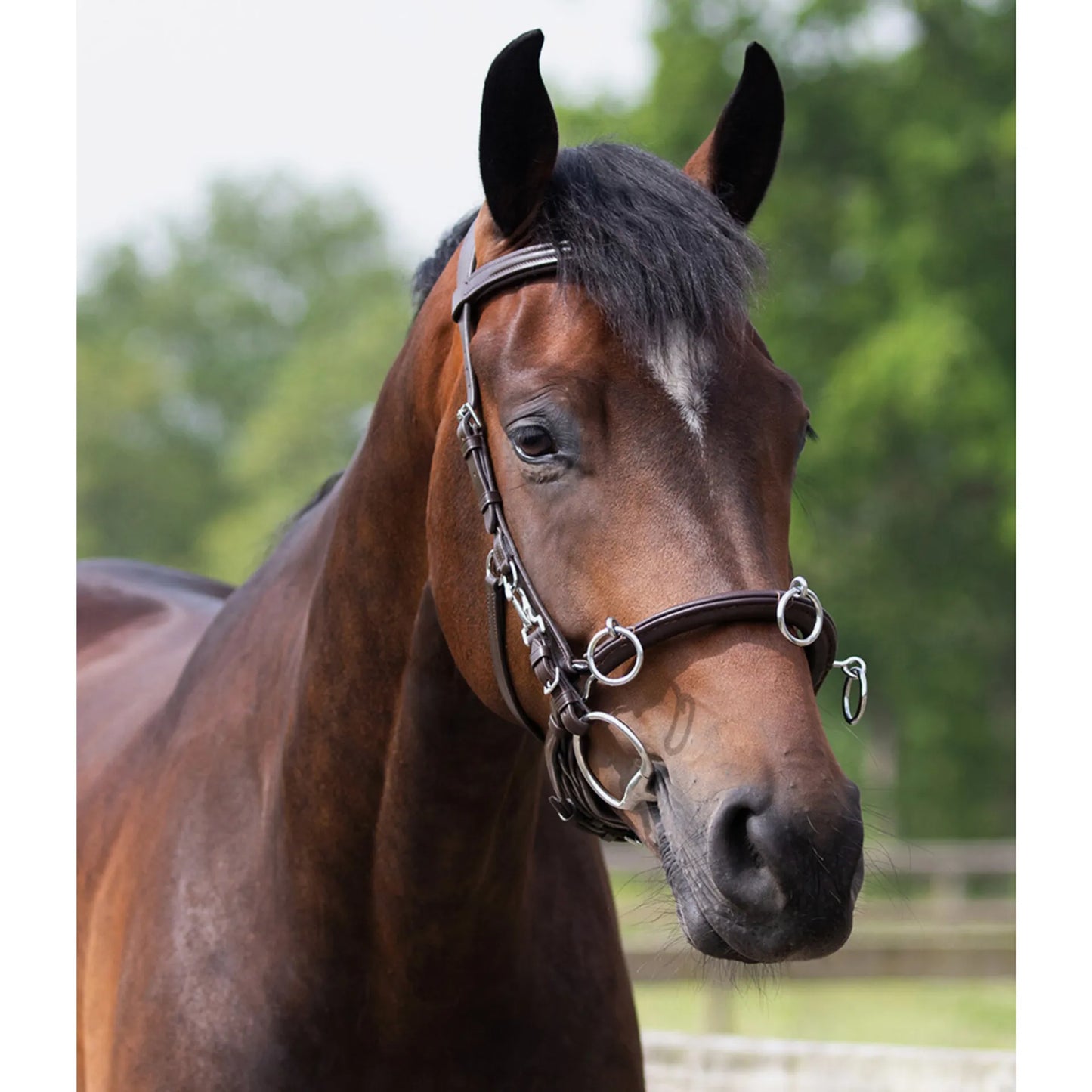 QHP anatomical lunging cavesson bridle